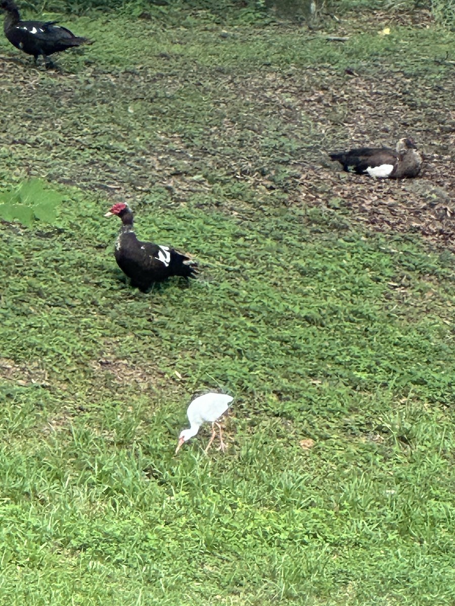 Muscovy Duck (Domestic type) - ML620648029