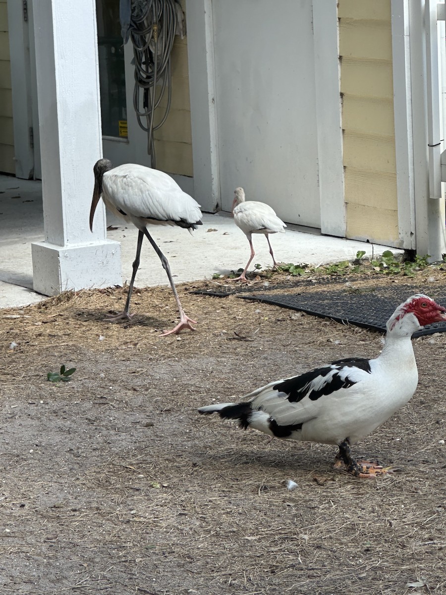 Pato Criollo (doméstico) - ML620648030