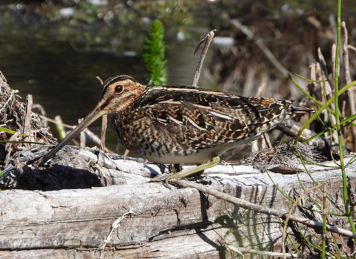 Wilson's Snipe - ML620648042