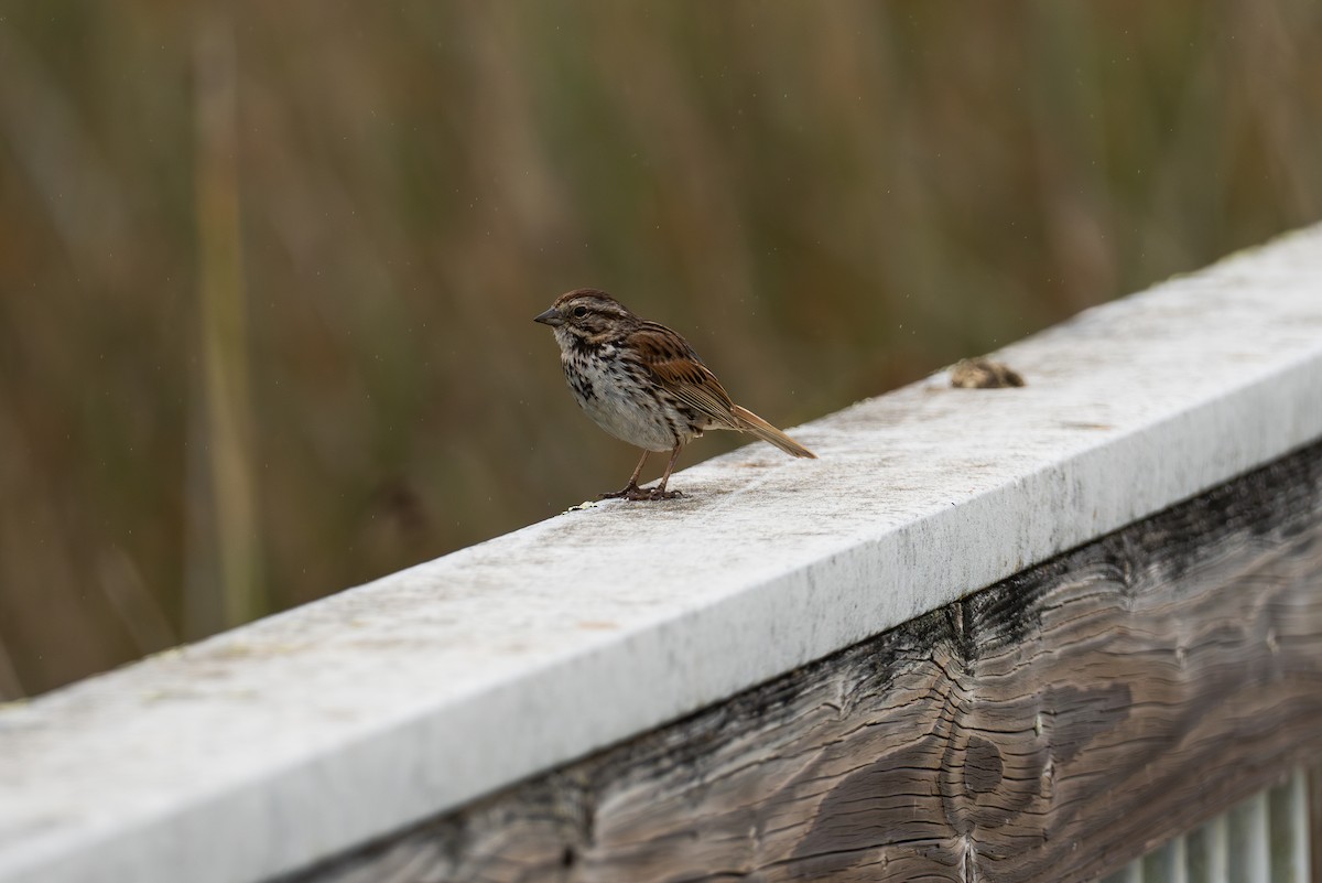 Song Sparrow - ML620648046