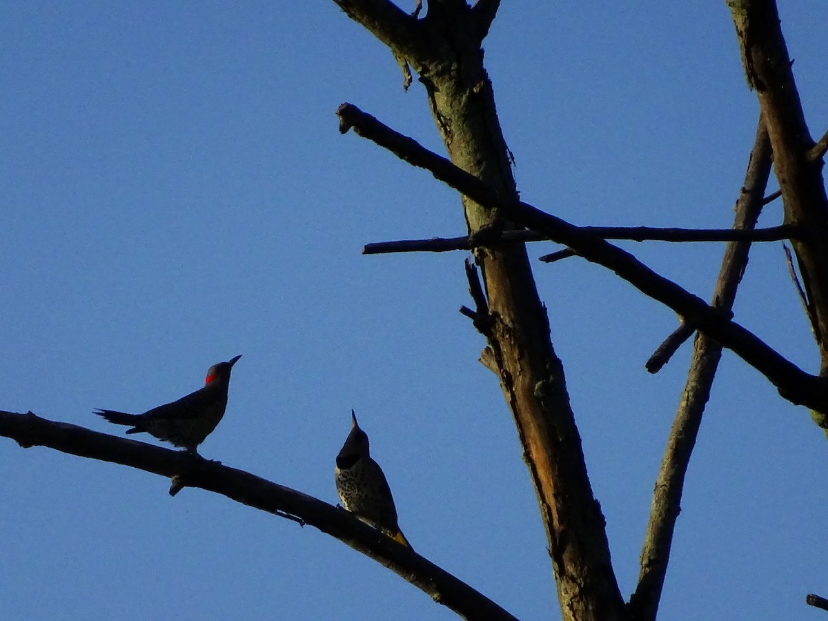 Northern Flicker - ML620648048