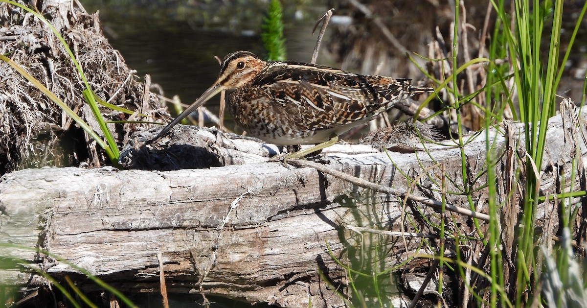 Wilson's Snipe - ML620648052