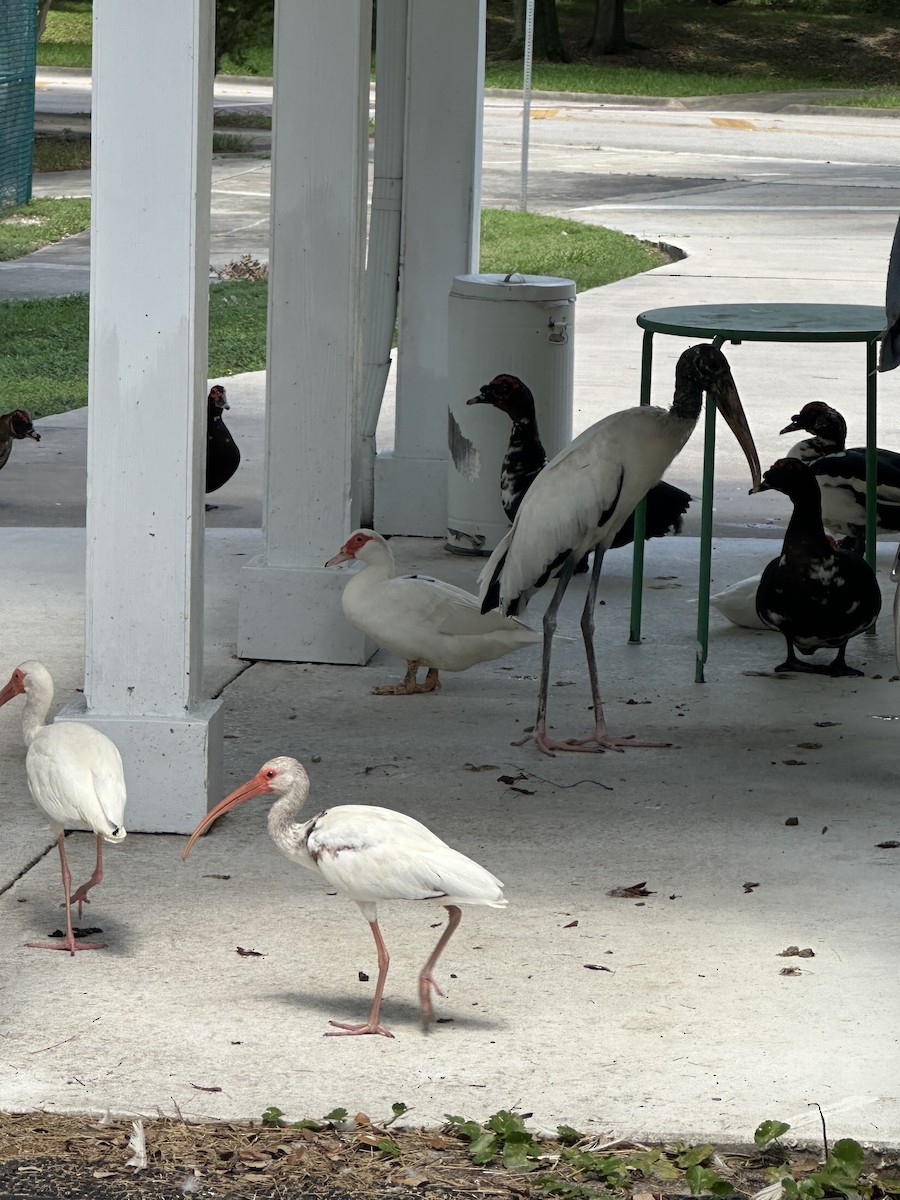 White Ibis - ML620648053