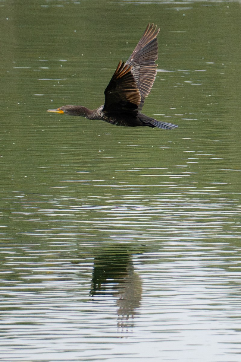 Double-crested Cormorant - ML620648056