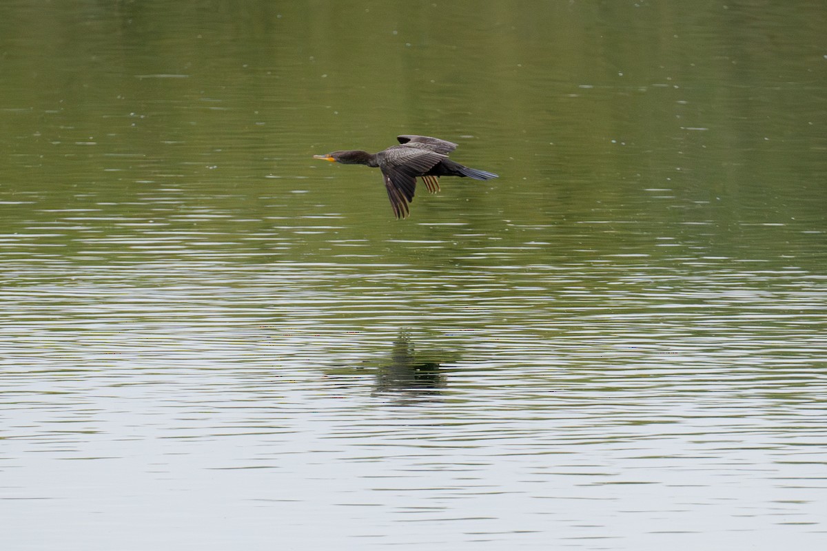 Double-crested Cormorant - ML620648058