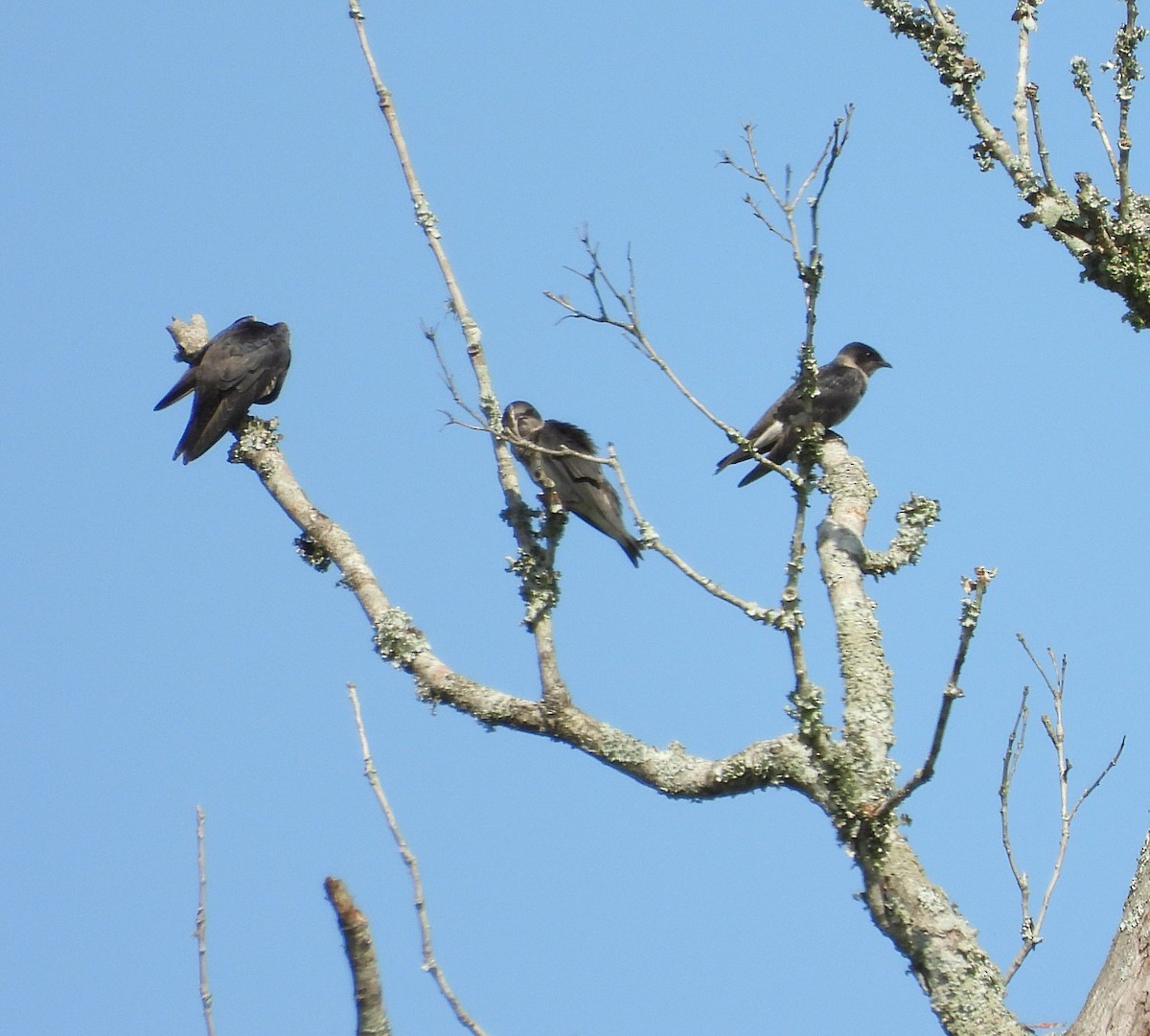 Purple Martin - ML620648059