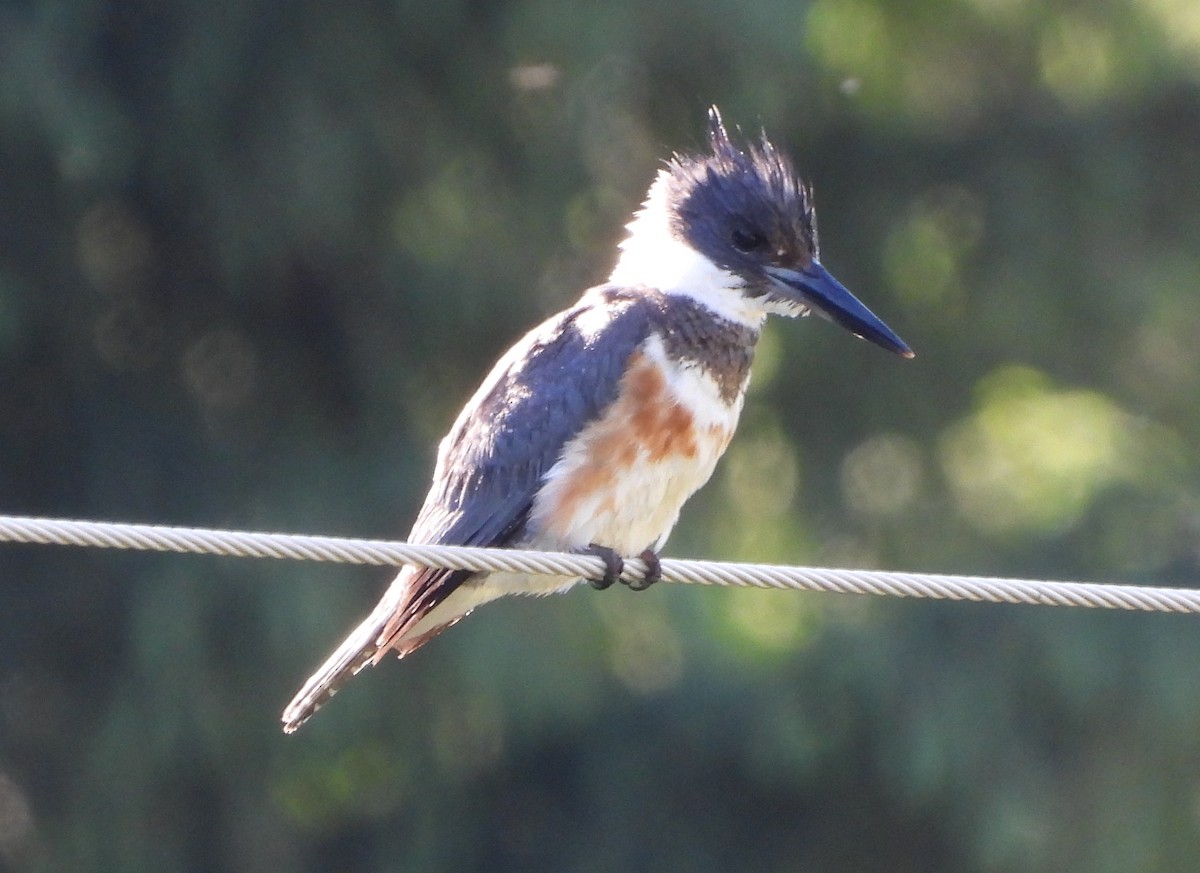 Belted Kingfisher - ML620648063