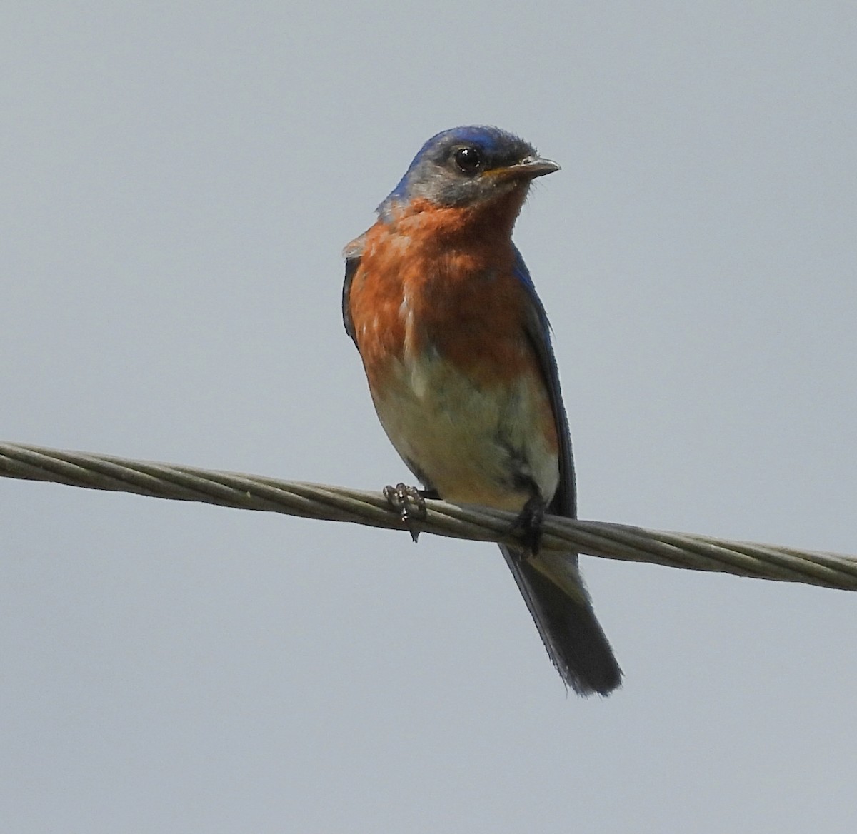 Eastern Bluebird - ML620648065