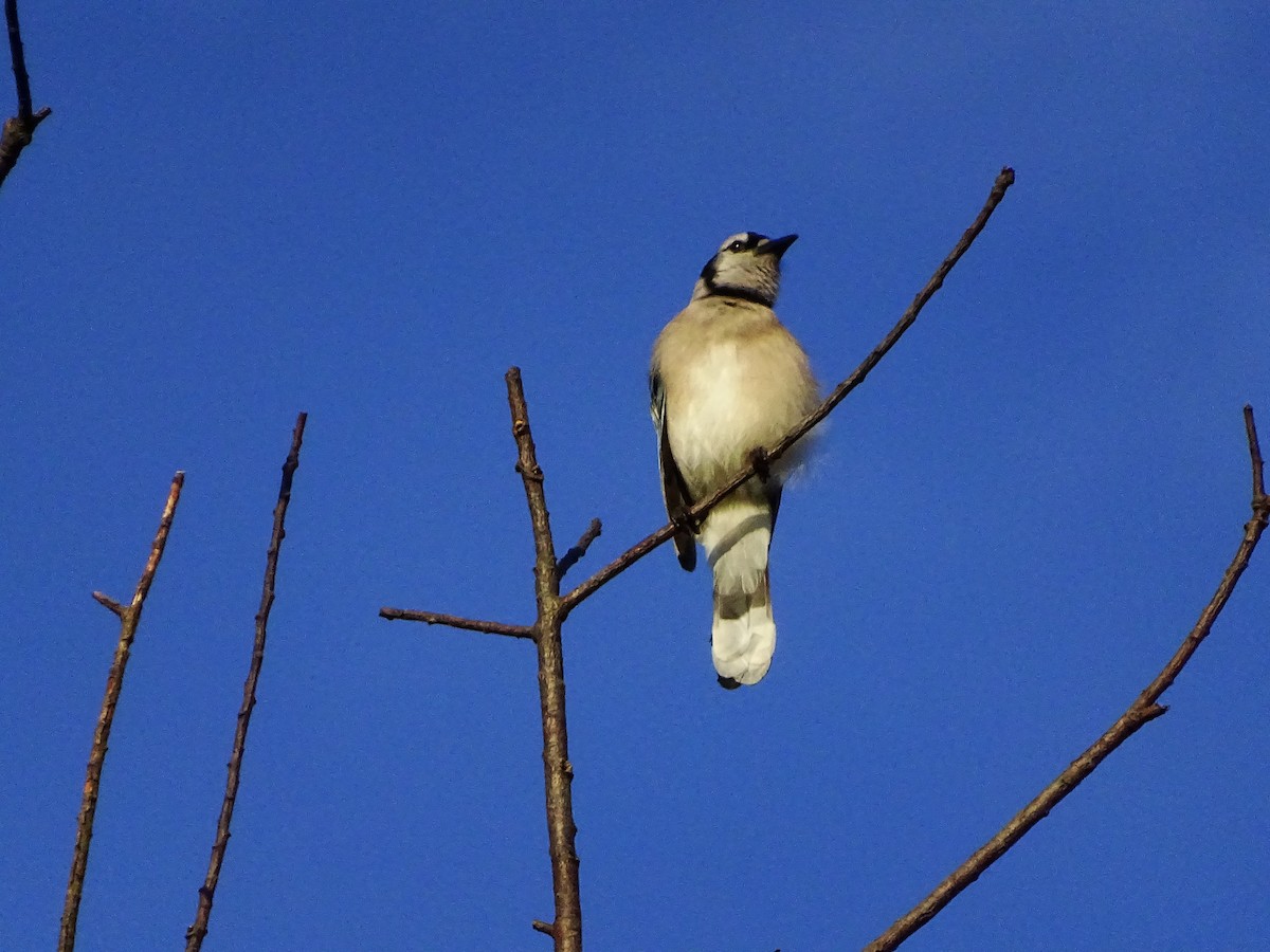 Blue Jay - ML620648069