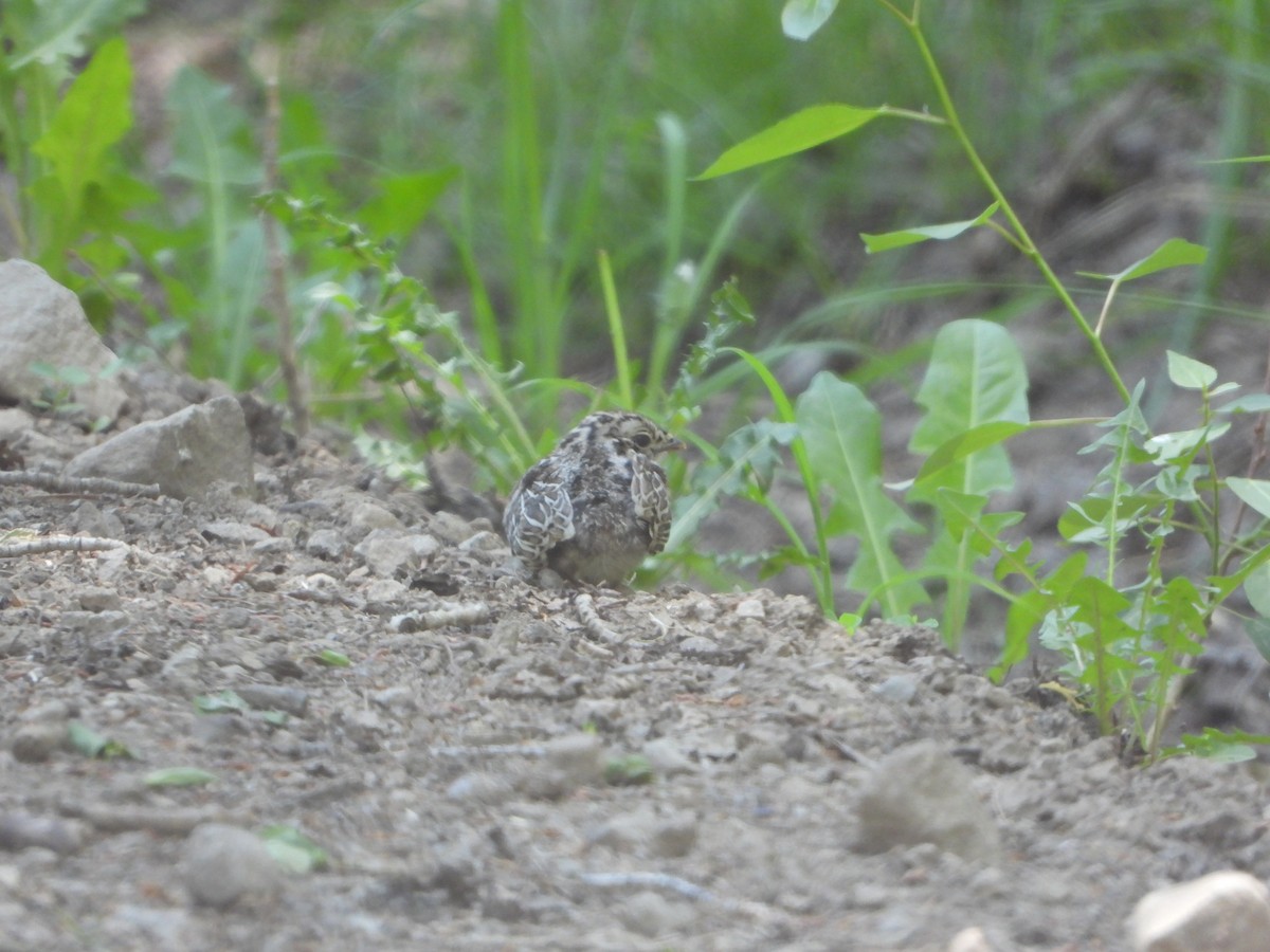 Dusky Grouse - ML620648070