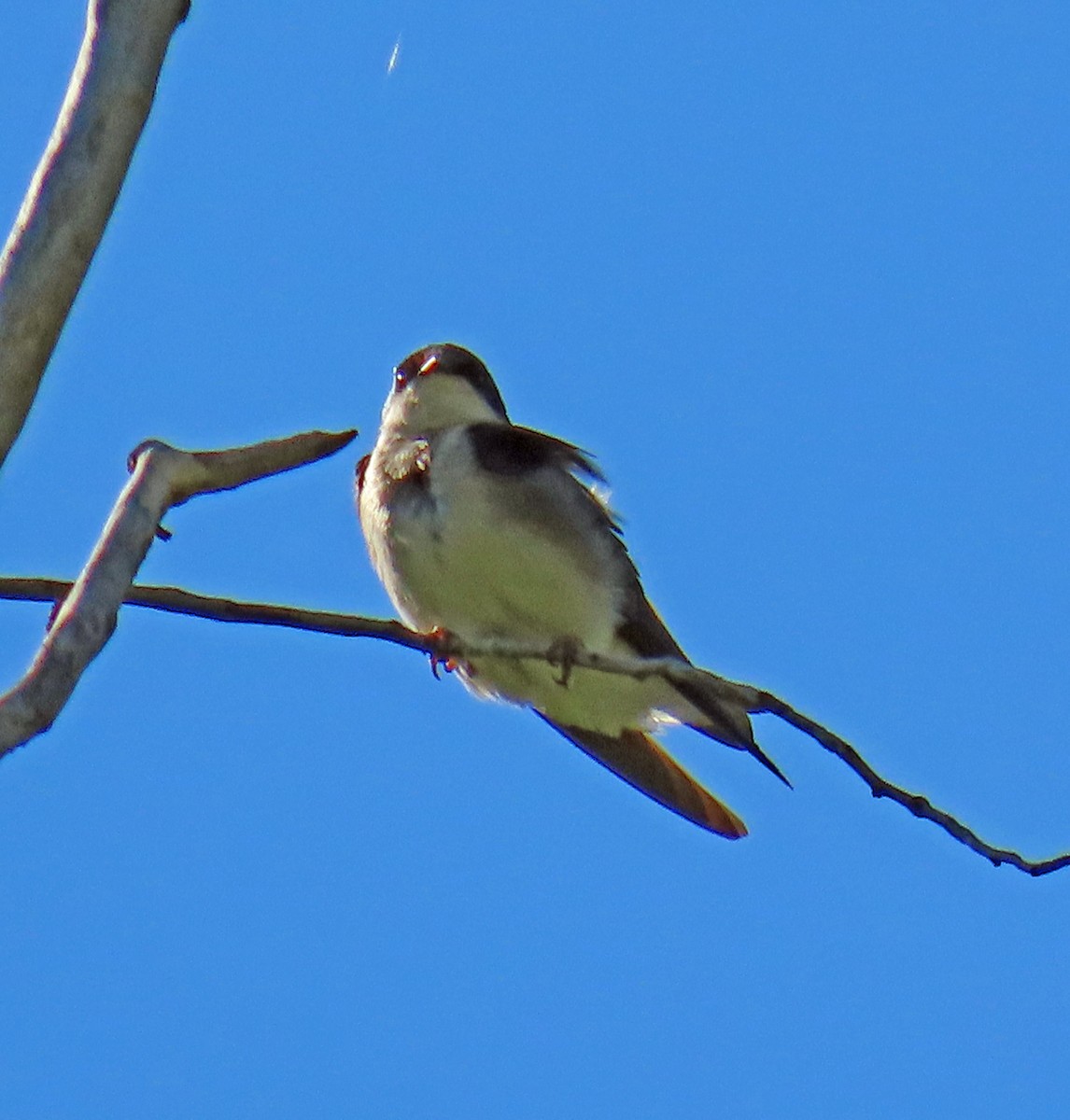 Hirondelle bicolore - ML620648073