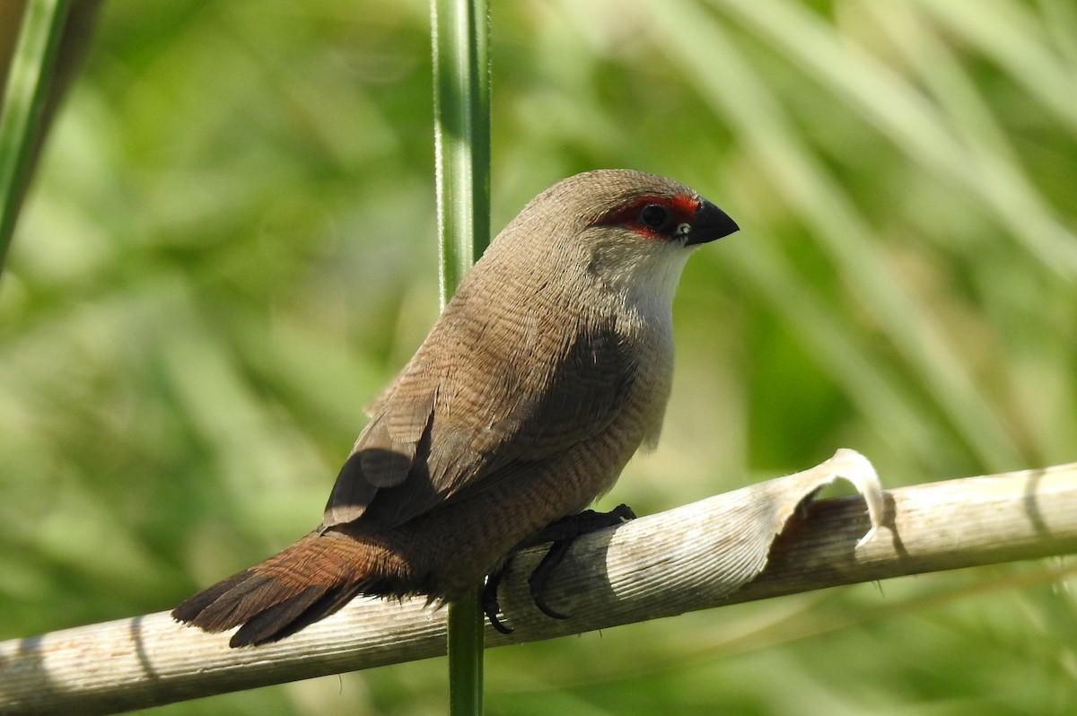 Common Waxbill - ML620648075