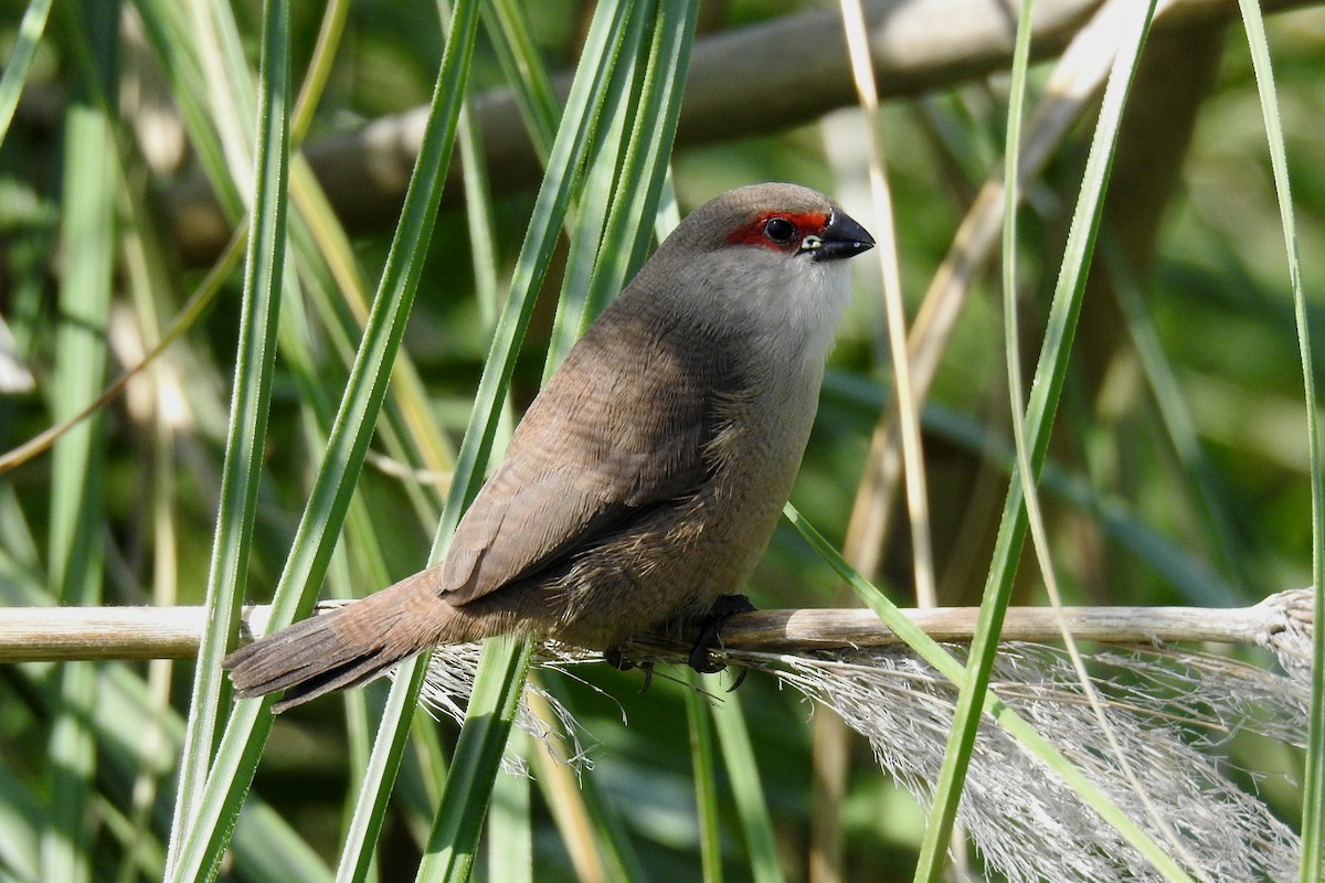 Common Waxbill - ML620648076