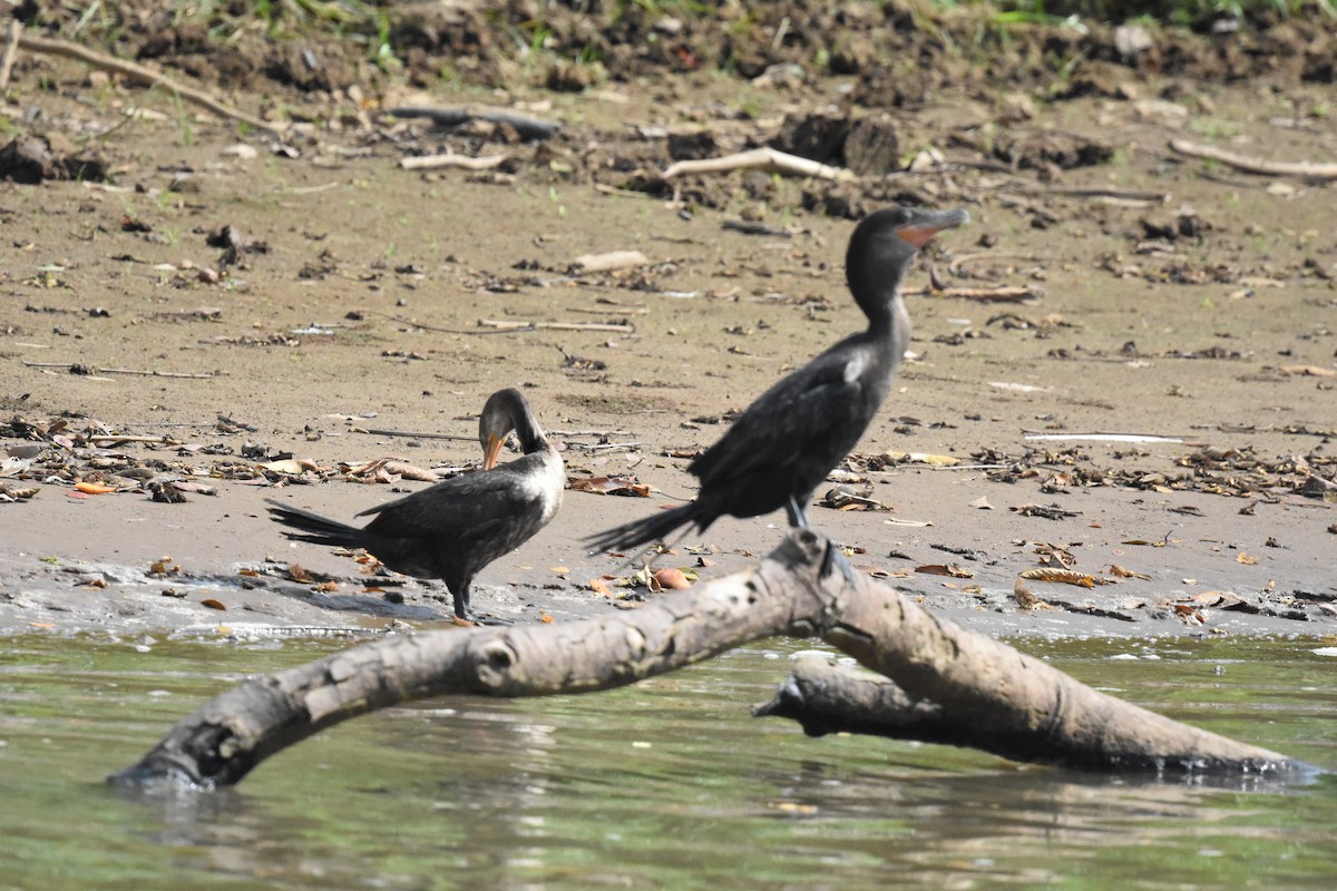 Neotropic Cormorant - ML620648077