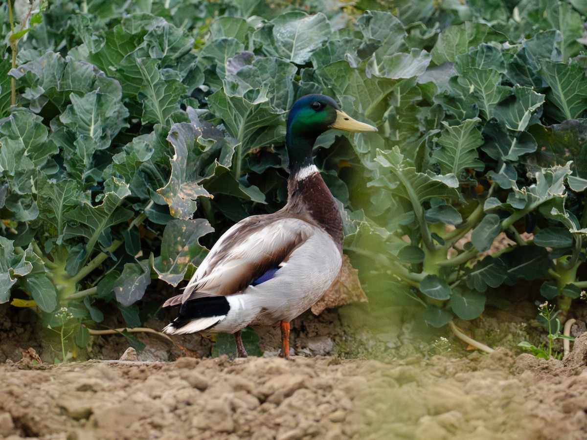 Canard colvert - ML620648082