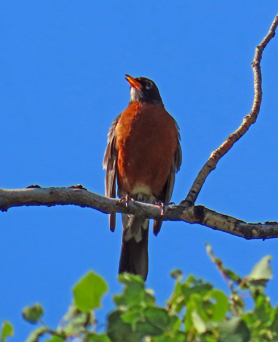 American Robin - JoAnn Potter Riggle 🦤