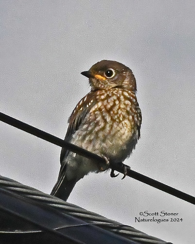 Eastern Bluebird - ML620648084