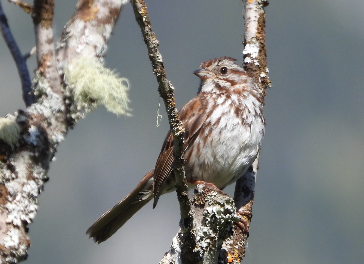 Song Sparrow - ML620648089