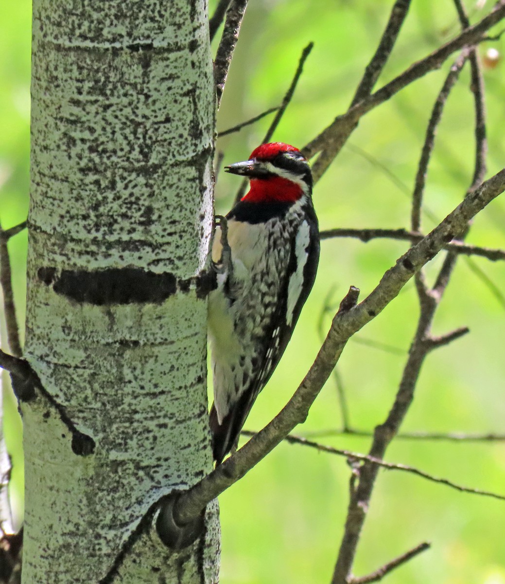 Red-naped Sapsucker - ML620648093