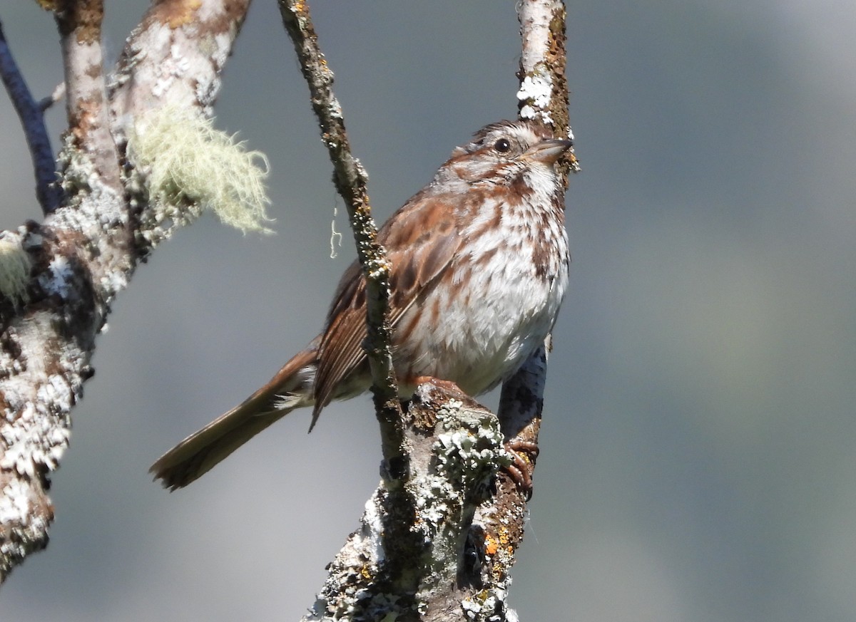 Song Sparrow - ML620648094