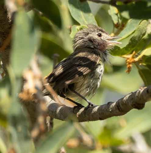 Bell's Vireo - ML620648095