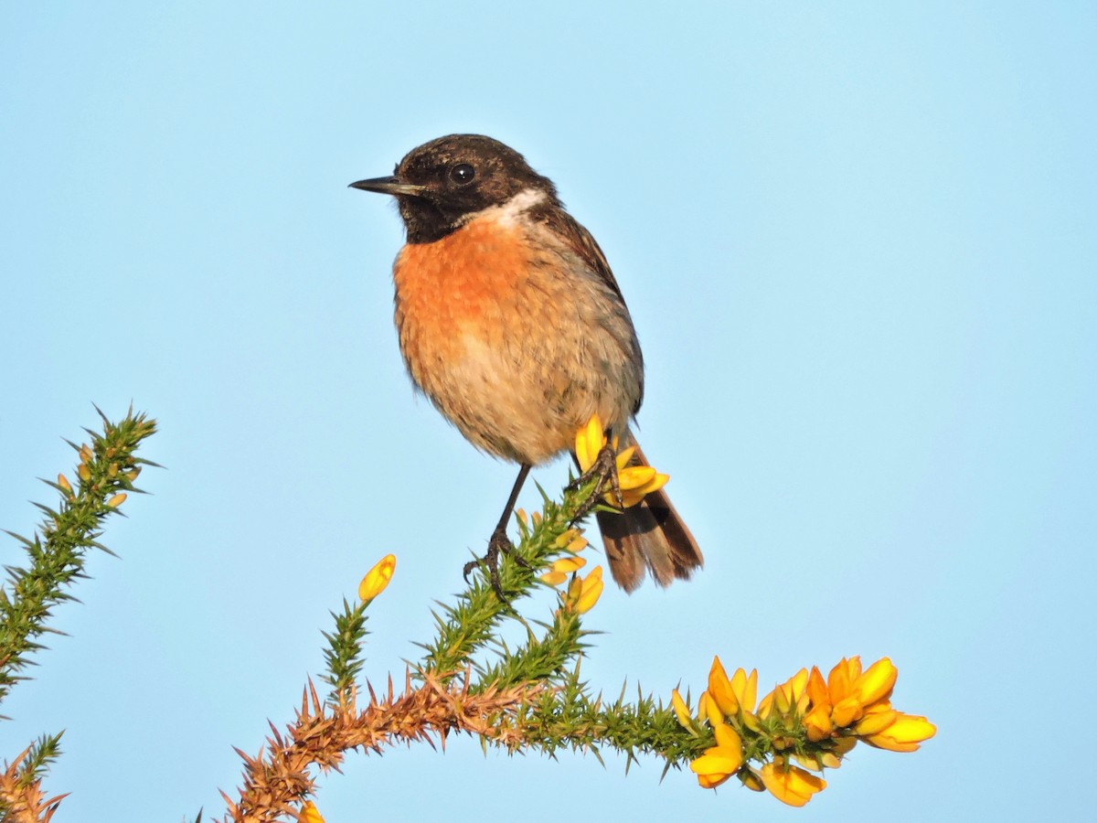 European Stonechat - ML620648097