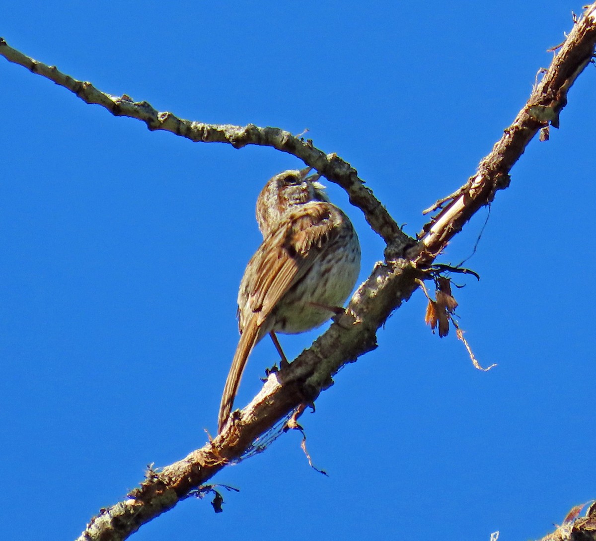 Song Sparrow - ML620648099