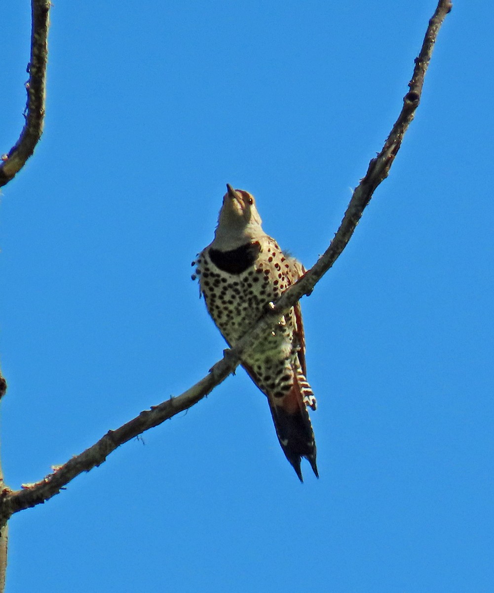 Northern Flicker (Red-shafted) - JoAnn Potter Riggle 🦤