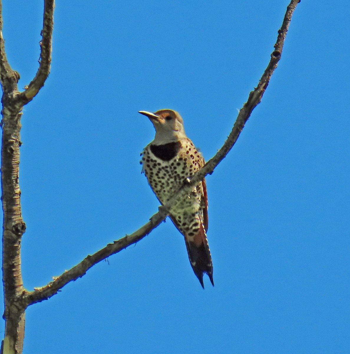 Northern Flicker (Red-shafted) - ML620648105