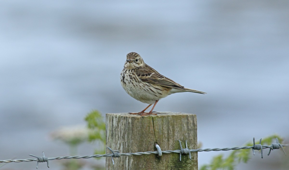 Meadow Pipit - ML620648106