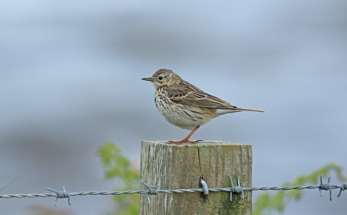 Meadow Pipit - ML620648107