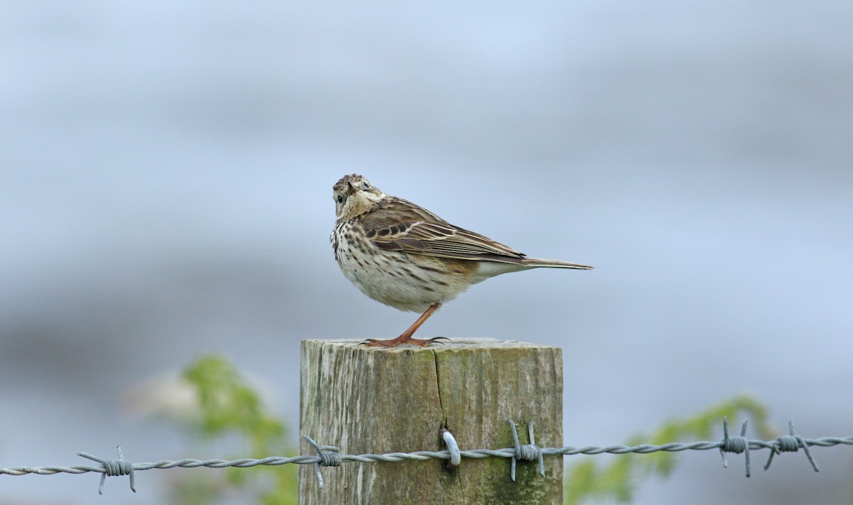 Meadow Pipit - ML620648108