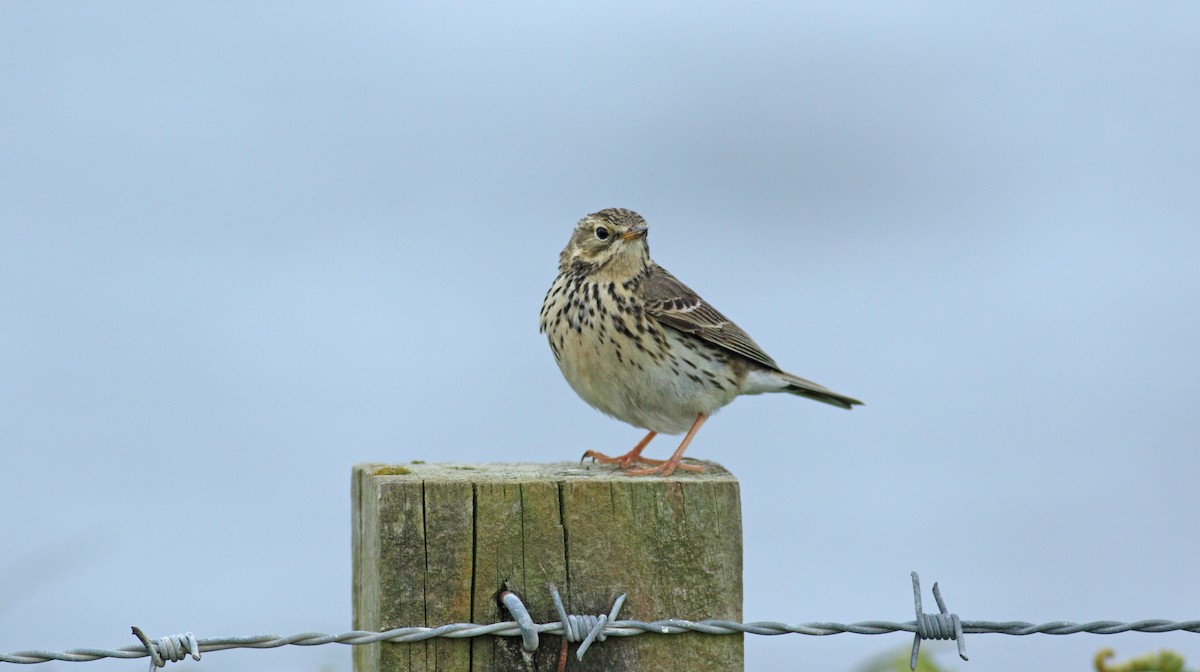 Meadow Pipit - ML620648109