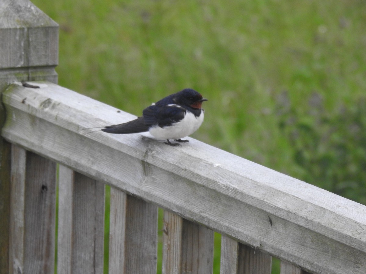 Barn Swallow (White-bellied) - ML620648110