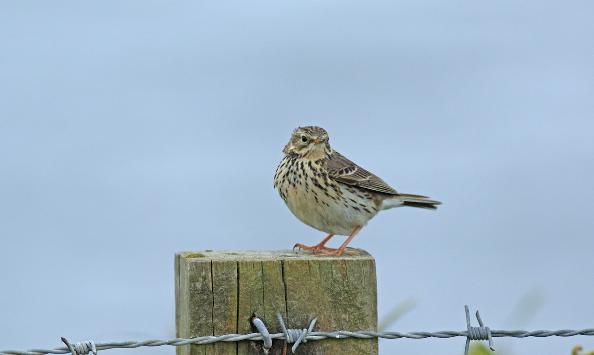 Meadow Pipit - ML620648112