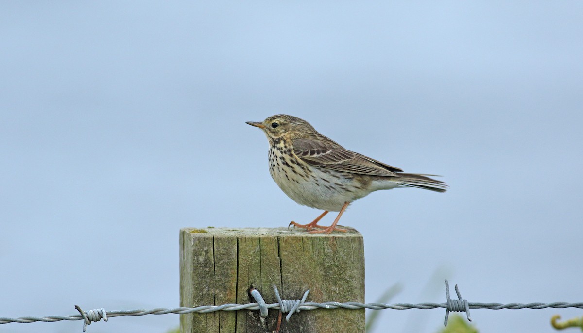 Meadow Pipit - ML620648113