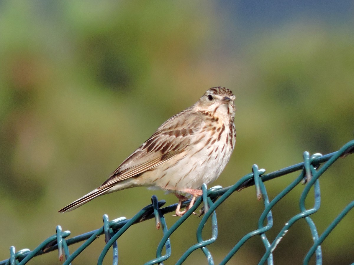 Tree Pipit - ML620648114