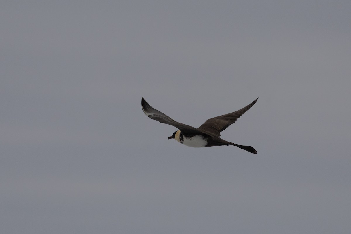 Pomarine Jaeger - Adrian Boyle