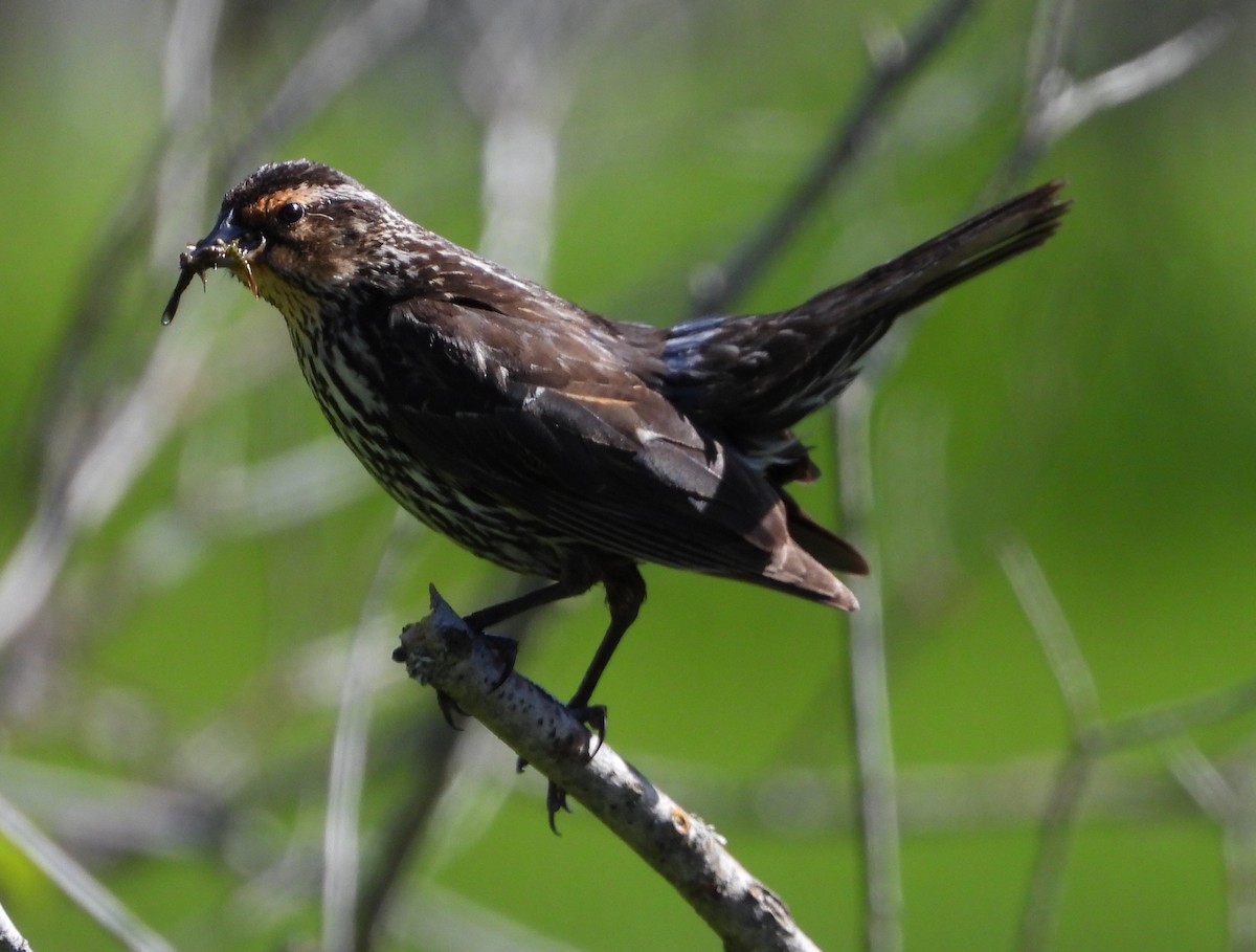 Red-winged Blackbird - ML620648126