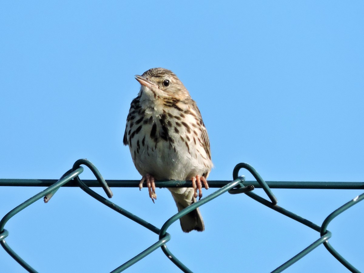 Tree Pipit - ML620648127