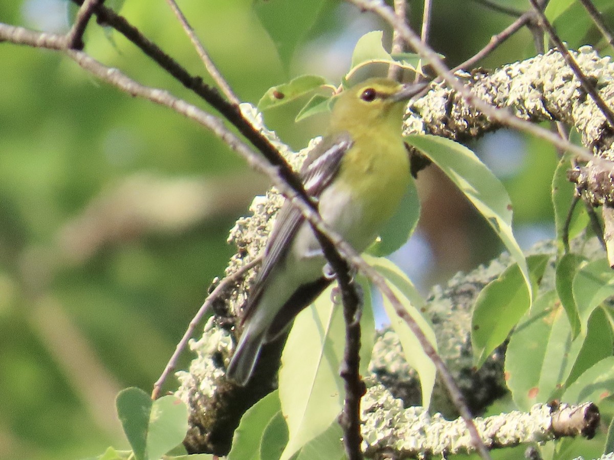 Yellow-throated Vireo - ML620648130