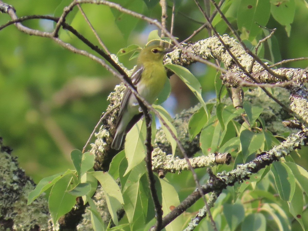 Yellow-throated Vireo - ML620648131