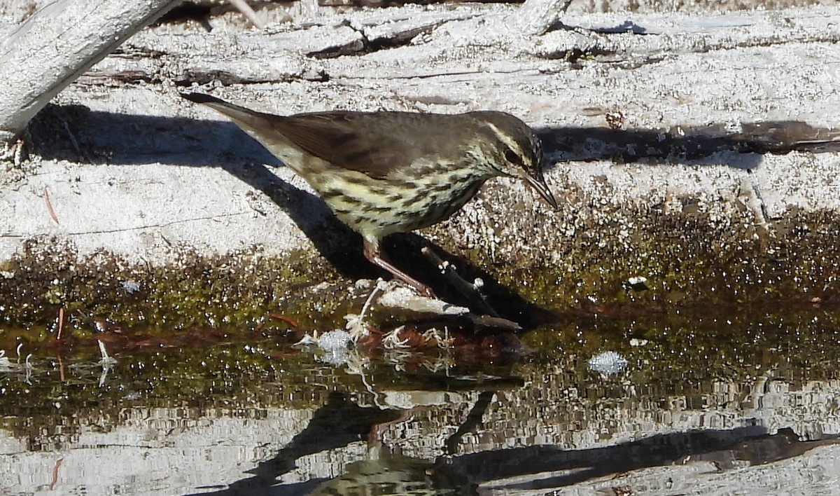 Northern Waterthrush - ML620648132