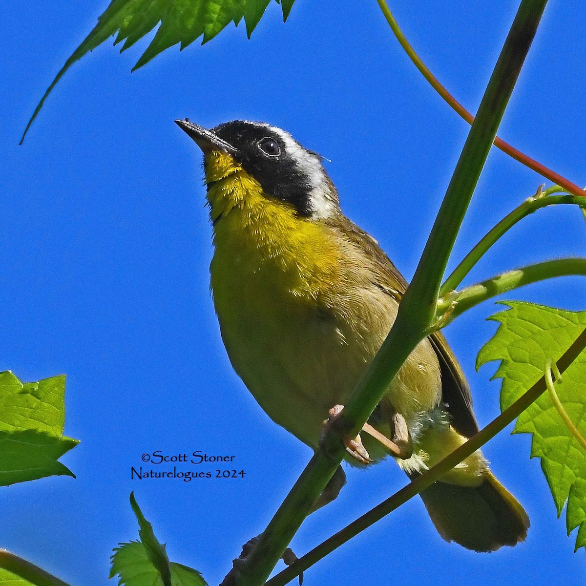 Common Yellowthroat - ML620648133