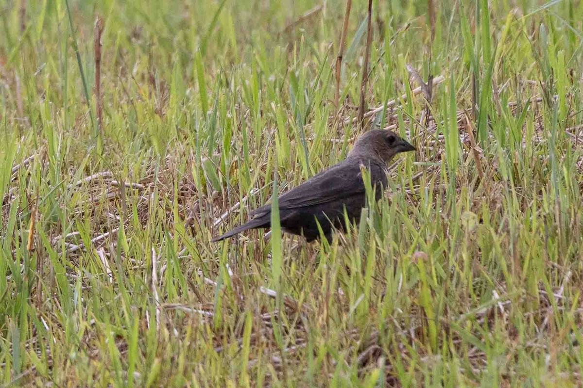 Brown-headed Cowbird - ML620648135