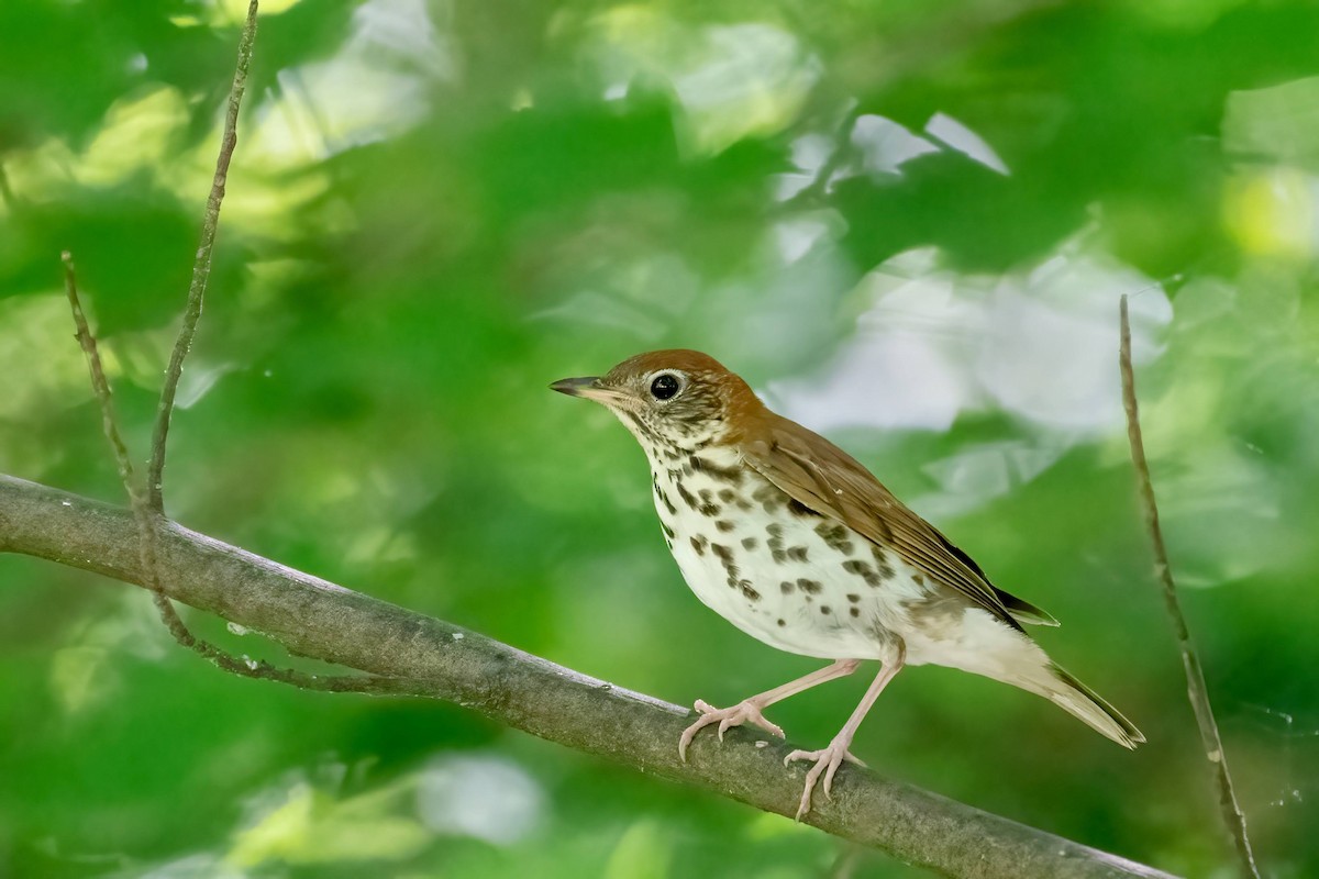 Wood Thrush - ML620648136