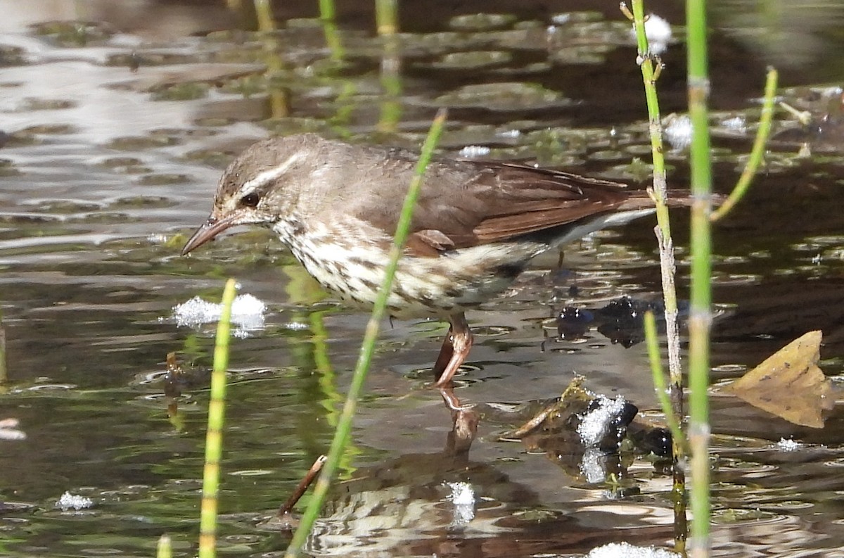 Northern Waterthrush - ML620648137