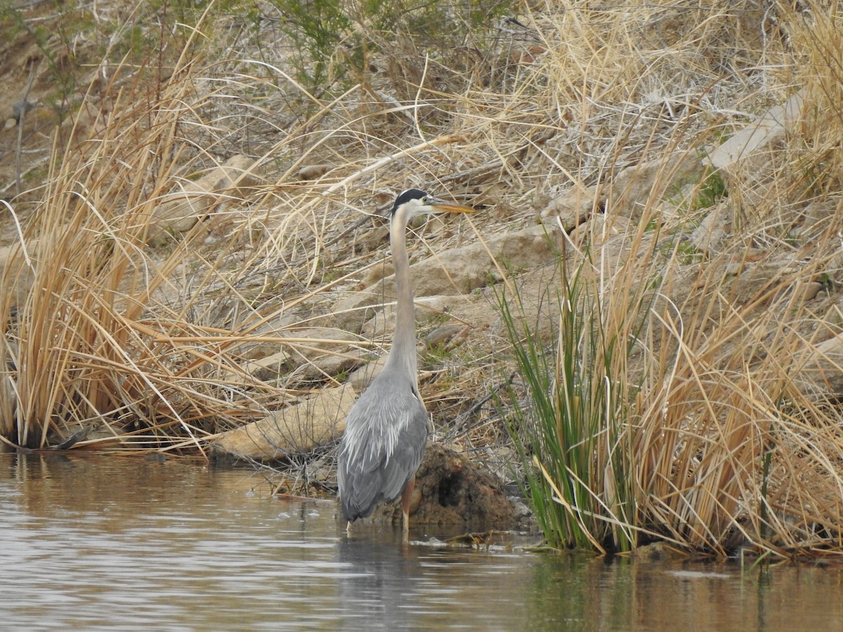 Garza Azulada - ML620648139