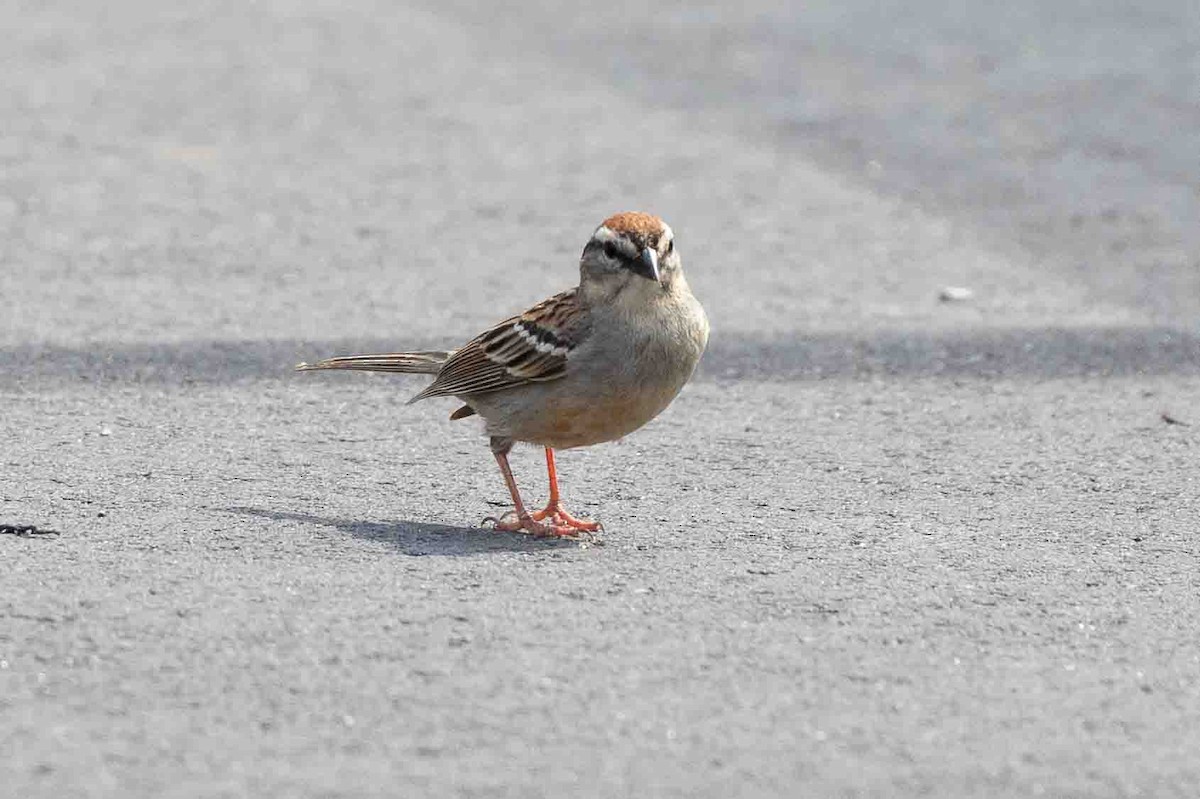 Chipping Sparrow - ML620648140