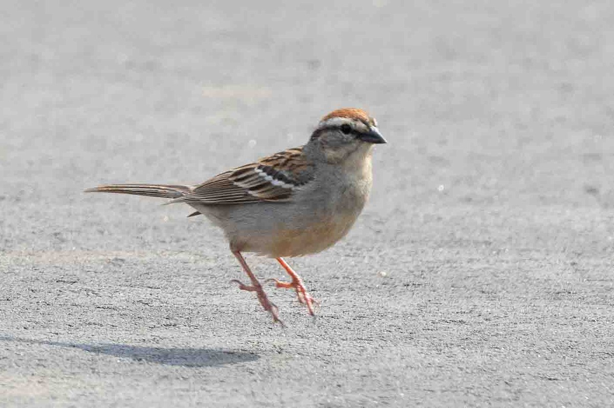 Chipping Sparrow - ML620648141